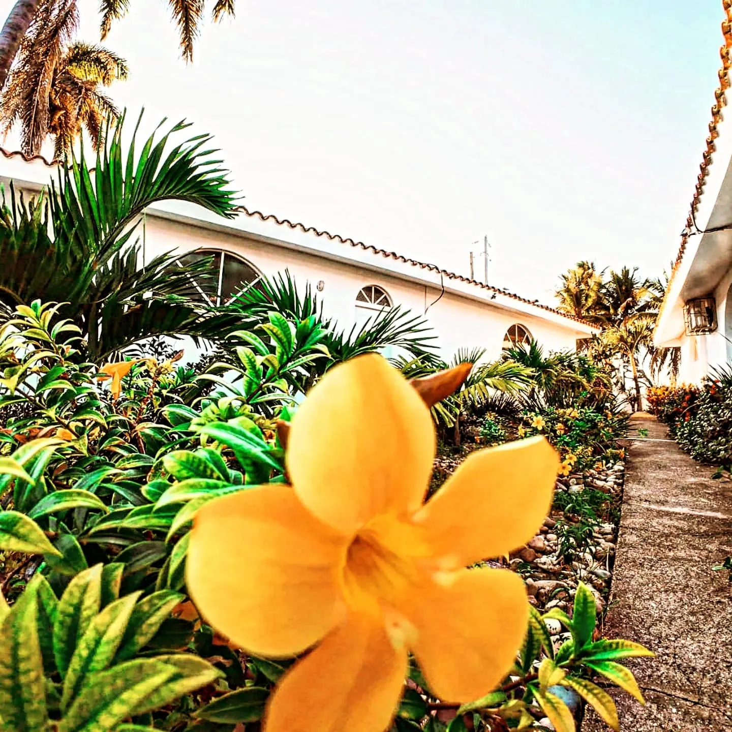 Flor amarilla de alamanda
