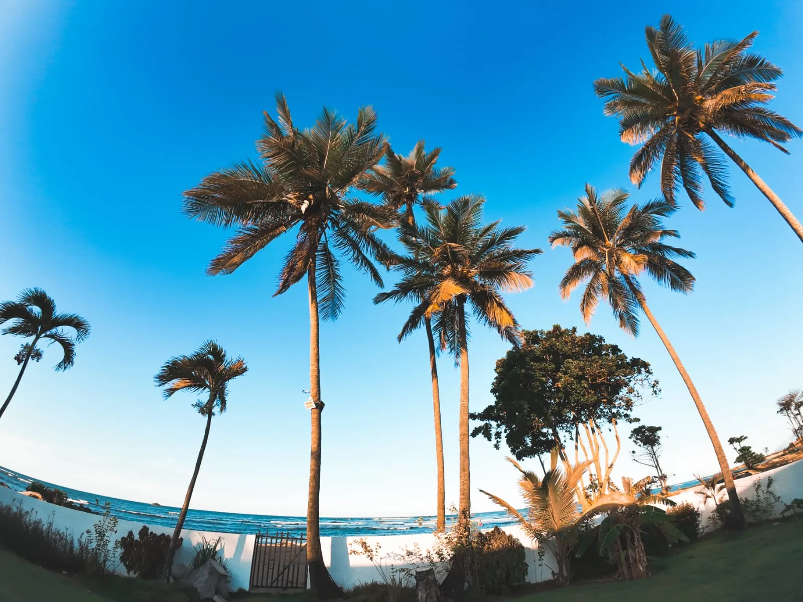 Palmeras junto al mar